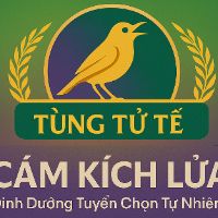 nhạc nền - Ông lão mê chim