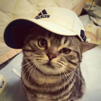 suara asli - Dynn😼