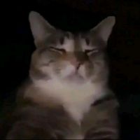 suara asli - ALL VIBES