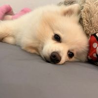 kajiepbabie