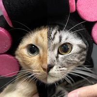 maison_and_miumiuthecats