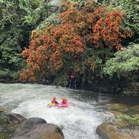 hoaphuthanhtourist