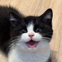 this.is.thebruce.v2
