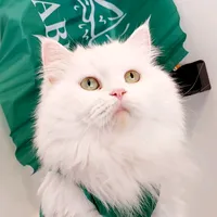 original sound - natashoo0_