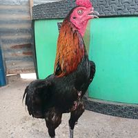 เสียงต้นฉบับ - Sun Bright