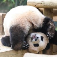 nhạc nền - Vitamin Panda
