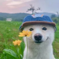 original sound - johneditz0.2