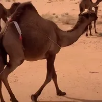 original sound - bdawh04