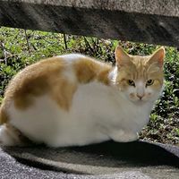 오리지널 사운드 - tiger_k_678