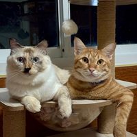 เสียงต้นฉบับ - ด.ช. ลาเต้ 🐈
