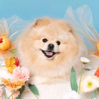 ahob_cutepom