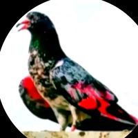 kabutarbazii07