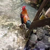 original sound - kakekracing70