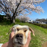 ume0087