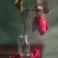 ciceklermezarliktasolar_