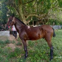carlos135161