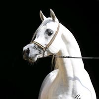 alnajem.stud