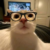 suara asli