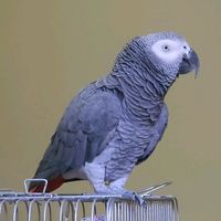 jaco_025