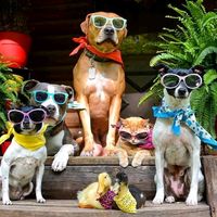 pets.mensageiros