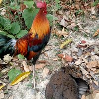 เสียงต้นฉบับ - tsheej lauj