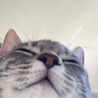 aryrymiau