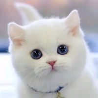 オリジナル楽曲 - 日本語