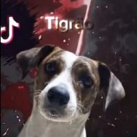 tigre_tiktok