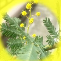 mimozanoha