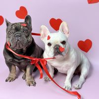 original sound - bj_kc_thefrenchie