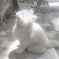 _angel2ya