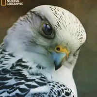 original sound - allbashik33