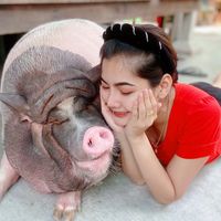 mumu.minipig