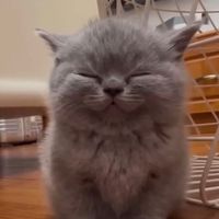 whiskershow