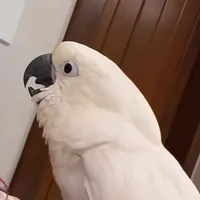 original sound - loversyy.voidzn