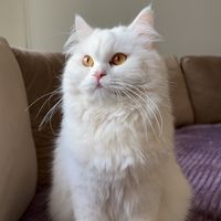 lunaa_kittyy