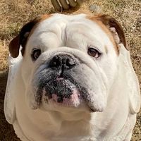 bulldog.mame