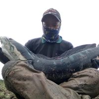 _fish506
