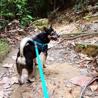 original sound - SoGo, I am not a Stray Dog