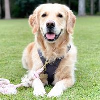 goldenretriever_luna