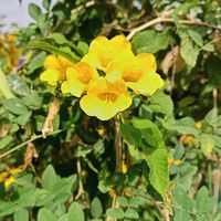 မူရင်းအသံ - PAO KHUNAUNG