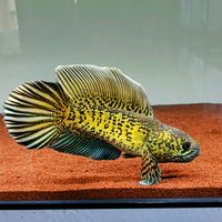 suara asli - ganjarjp