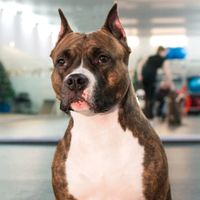 _zara_amstaff_1