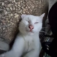 suara asli - IZANAMI