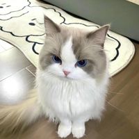 nhạc nền - Linn♏️