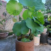 nhạc nền - Shop Hoa Cỏ May