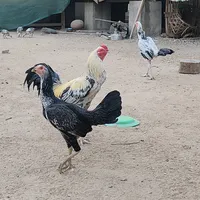 original sound - pyaesone22cockfirm