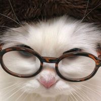 suara asli - แมวกินยํา [MM]