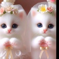 cute.cat0132