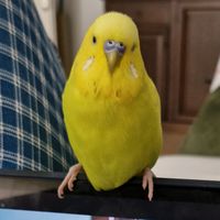 ggbudgie
